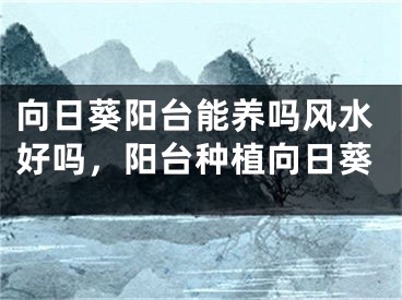 向日葵阳台能养吗风水好吗，阳台种植向日葵