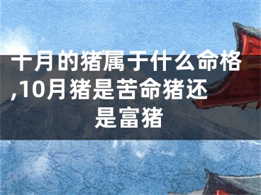 十月的猪属于什么命格,10月猪是苦命猪还是富猪