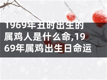 1969年丑时出生的属鸡人是什么命,1969年属鸡出生日命运