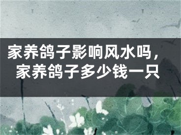 家养鸽子影响风水吗，家养鸽子多少钱一只