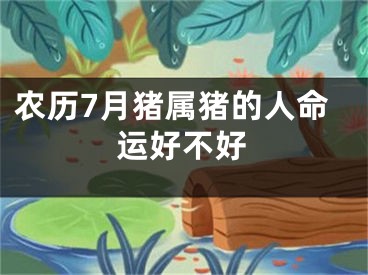 农历7月猪属猪的人命运好不好