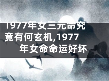 1977年女三元命究竟有何玄机,1977年女命命运好坏