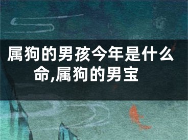属狗的男孩今年是什么命,属狗的男宝