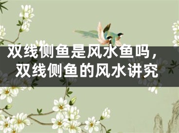 双线侧鱼是风水鱼吗,双线侧鱼的风水讲究
