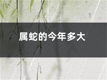 属蛇的今年多大