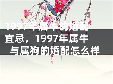 1997年属牛的婚配宜忌，1997年属牛与属狗的婚配怎么样