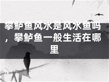 攀鲈鱼风水是风水鱼吗，攀鲈鱼一般生活在哪里