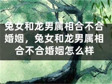 兔女和龙男属相合不合婚姻，兔女和龙男属相合不合婚姻怎么样
