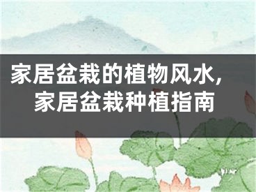家居盆栽的植物风水,家居盆栽种植指南