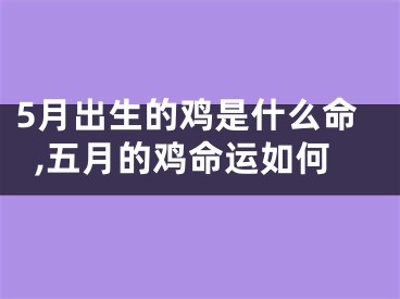 5月出生的鸡是什么命,五月的鸡命运如何
