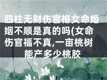 四柱无财伤官格女命婚姻不顺是真的吗(女命伤官福不真,一亩桃树能产多少桃胶