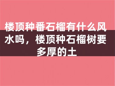 楼顶种番石榴有什么风水吗，楼顶种石榴树要多厚的土