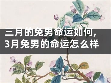 三月的兔男命运如何,3月兔男的命运怎么样
