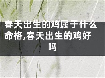 春天出生的鸡属于什么命格,春天出生的鸡好吗