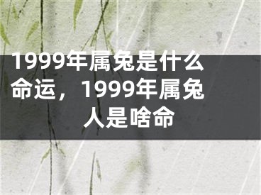 1999年属兔是什么命运，1999年属兔人是啥命
