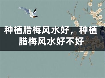 种植腊梅风水好，种植腊梅风水好不好