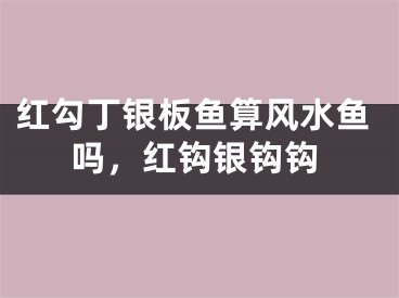 红勾丁银板鱼算风水鱼吗，红钩银钩钩