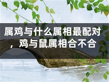 属鸡与什么属相最配对,鸡与鼠属相合不合
