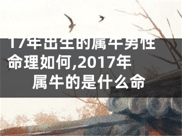 17年出生的属牛男性命理如何,2017年属牛的是什么命