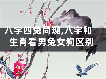 八字四兔同现,八字和生肖看男兔女狗区别
