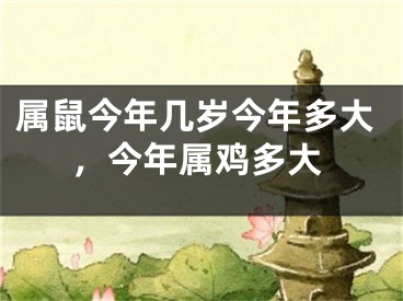 属鼠今年几岁今年多大，今年属鸡多大