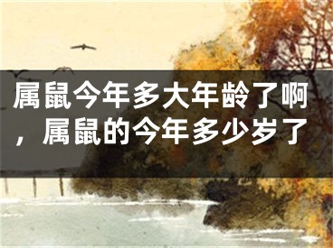 属鼠今年多大年龄了啊，属鼠的今年多少岁了