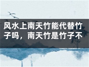 风水上南天竹能代替竹子吗，南天竹是竹子不