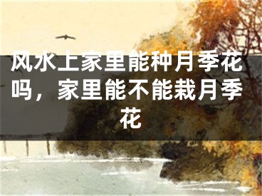 风水上家里能种月季花吗，家里能不能栽月季花