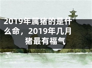2019年属猪的是什么命，2019年几月猪最有福气