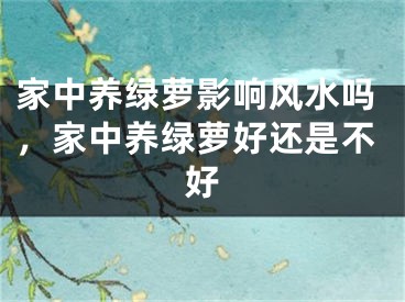 家中养绿萝影响风水吗,家中养绿萝好还是不好