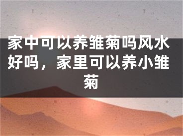 家中可以养雏菊吗风水好吗，家里可以养小雏菊