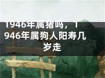 1946年属猪吗,1946年属狗人阳寿几岁走