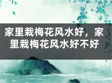 家里栽梅花风水好,家里栽梅花风水好不好