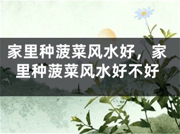 家里种菠菜风水好,家里种菠菜风水好不好