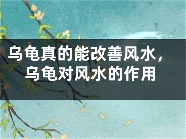 乌龟真的能改善风水，乌龟对风水的作用