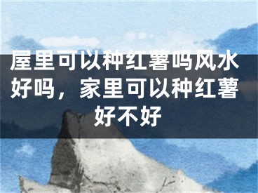 屋里可以种红薯吗风水好吗，家里可以种红薯好不好