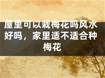 屋里可以栽梅花吗风水好吗,家里适不适合种梅花