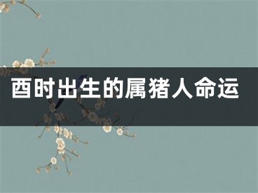 酉时出生的属猪人命运
