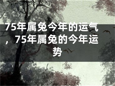 75年属兔今年的运气,75年属兔的今年运势