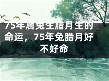 75年属兔生腊月生的命运，75年兔腊月好不好命
