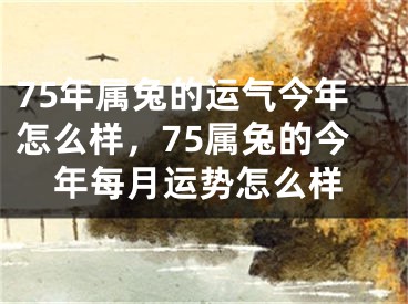 75年属兔的运气今年怎么样,75属兔的今年每月运势怎么样