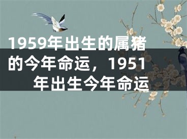 1959年出生的属猪的今年命运，1951年出生今年命运
