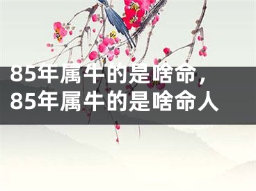 85年属牛的是啥命，85年属牛的是啥命人