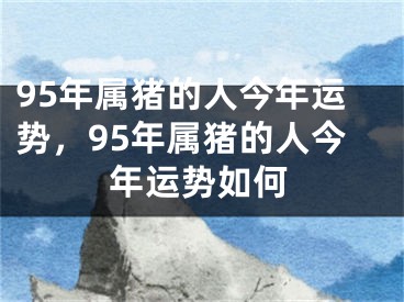 95年属猪的人今年运势,95年属猪的人今年运势如何