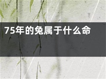 75年的兔属于什么命