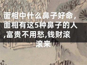 面相中什么鼻子好命，面相有这5种鼻子的人,富贵不用愁,钱财滚滚来