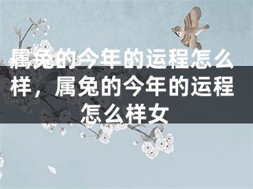 属兔的今年的运程怎么样,属兔的今年的运程怎么样女