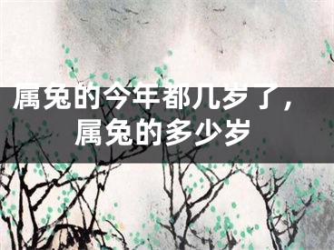 属兔的今年都几岁了,属兔的多少岁