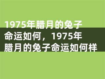 1975年腊月的兔子命运如何,1975年腊月的兔子命运如何样