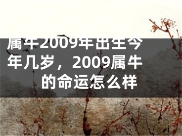 属牛2009年出生今年几岁，2009属牛的命运怎么样